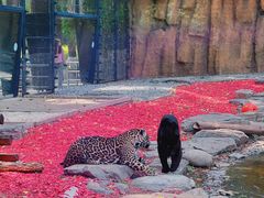 -北京野生动物园