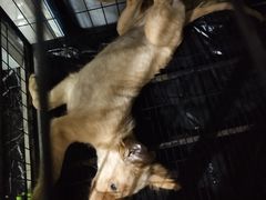 -佳雯宠物医院(四明中路分院)