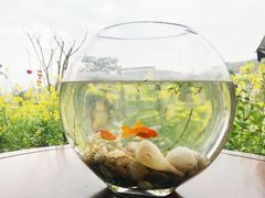 -桑洲油菜花景区