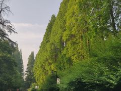 -水杉园