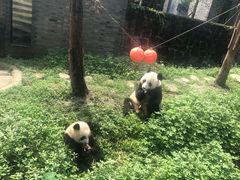 -都江堰中华大熊猫苑