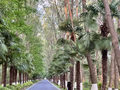 -合肥滨湖国家森林公园