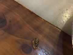 -袁记串串香(新南门店)