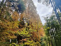 -莫干山风景区