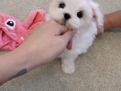-宠颐生宠物医院·犬猫全科·皮肤科(商业街店)
