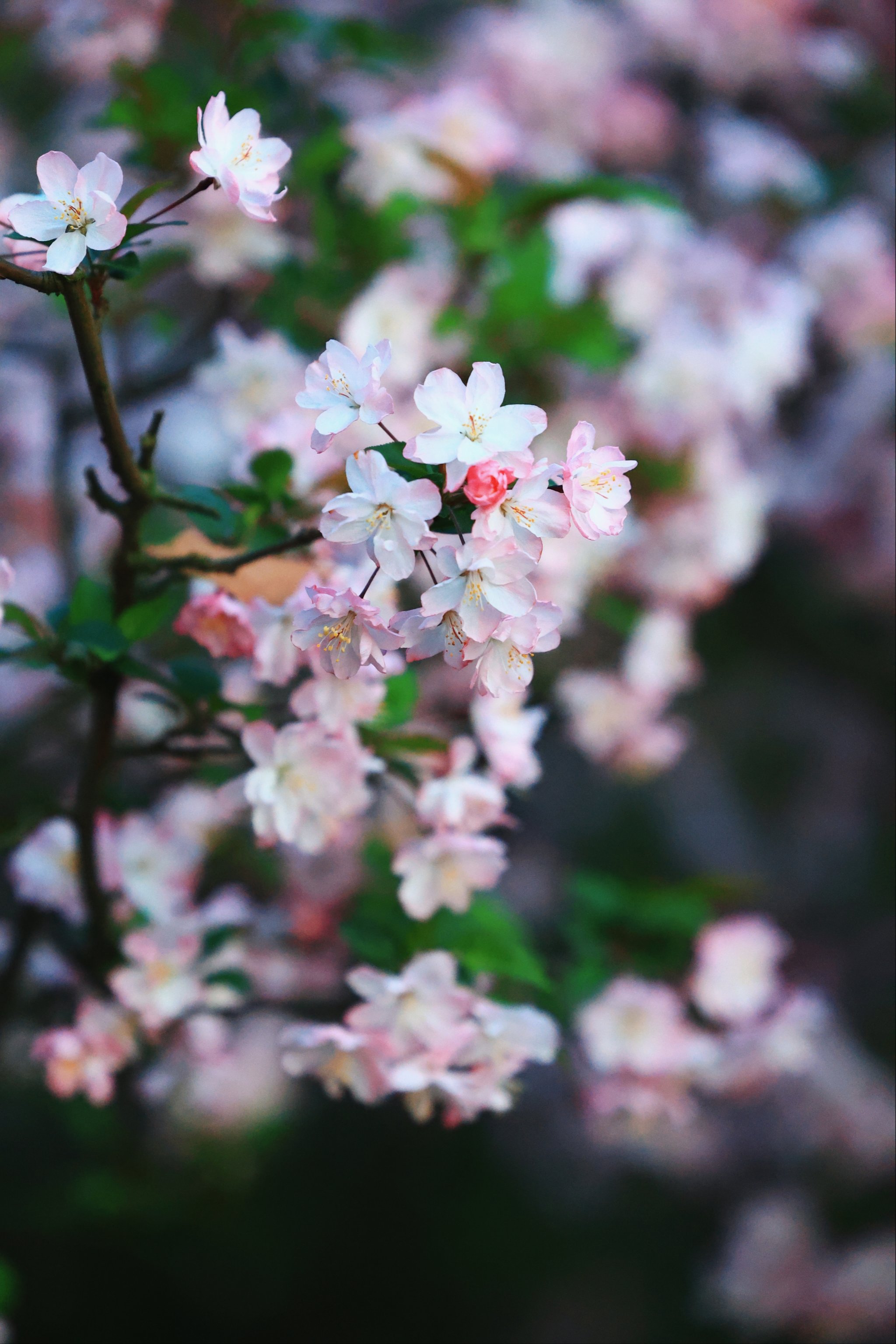 [惊叹]鲁迅公园 樱花满开 风景炸裂