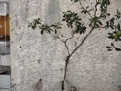 -喜茶(珠海华发商都店)