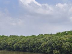 -大湾区中央湿地公园