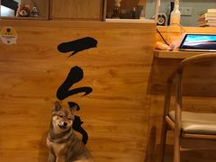 -柴务处·柴犬主题狗咖