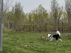 -爪吧宠物乐园 (温榆河示范区店)