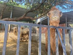 -泉州海丝野生动物世界