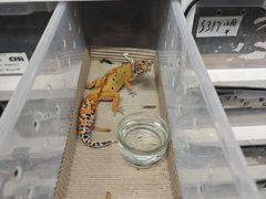 -酷以爬仙阁实体爬宠店·守宫·蜥蜴·专业繁育