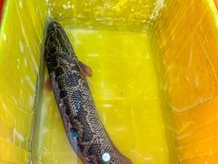 -地锅公社·现炒地锅鸡·地锅鱼·夜宵(罗锦路店)