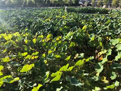 -长安上水缘度假庄园