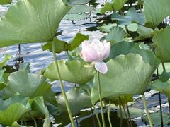 -荷塘月色湿地公园·向阳花洲