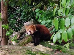 -都江堰中华大熊猫苑