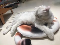 -飞行喵MR PILOT|猫舍·猫咖(静安大融城店)