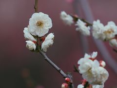 -花开海上生态园