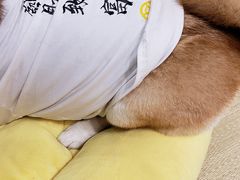 -逗柴咖啡屋·狗咖猫咖宠物桌游