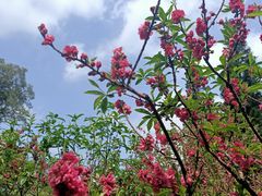 -桃花涧