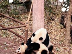 -成都大熊猫繁育研究基地