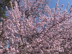 -桃花堤公园