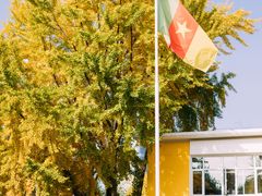 -三里屯东五街银杏大道