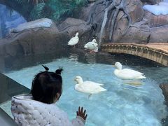 -海合安青岛极地海洋公园