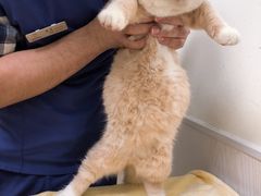 -凯特喵百思猫专科医院