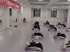 -西安小天鹅艺术团(金花路校区)