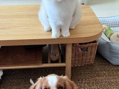 -猫大福·Fortune Cat猫舍(百子湾店)