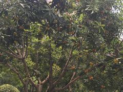 -蟹肉煲蟹肉(阊胥路店)