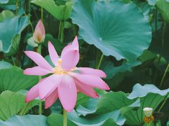 -羊亭河湿地公园