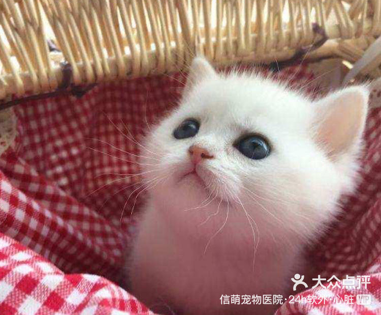 银点英短全称叫"银渐层重点色",属于稀有-大众点评