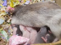 -藦茜花园宠物主题亲子互动体验馆(国顺东路店)