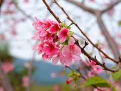 -天适樱花悠乐园