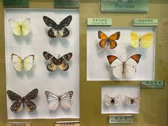 -上海昆虫博物馆