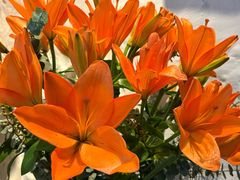 -Apollo·西班牙小酒馆(安福路店)