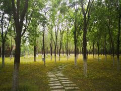 -大兴滨河森林公园