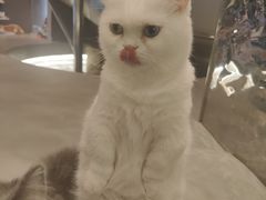 -MOCHA明星猫咖(田子坊店)