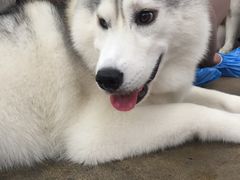 -TrueLove @ Neverland (Husky Cafe)