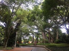 -瑞丽独树成林风景区