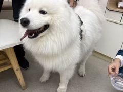 -凯瑞希宠物医院·狂犬免疫·微创·皮肤科