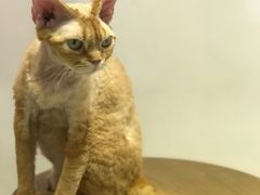 -Heymao猫咖.咖啡厅(东门店)
