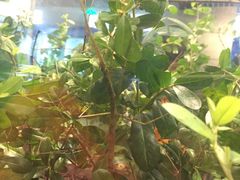 -上海昆虫博物馆