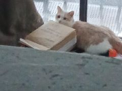 -瑞派康怡24h宠物医院·犬猫医疗中心·微创绝育(瑞景分院)