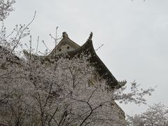-武汉大学-樱园