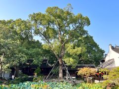 -上海醉白池公园