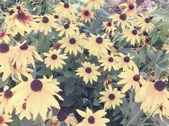 -武清南湖绿博园