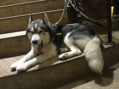 -more than meow吴止猫主题餐厅(承德 中船汇店)